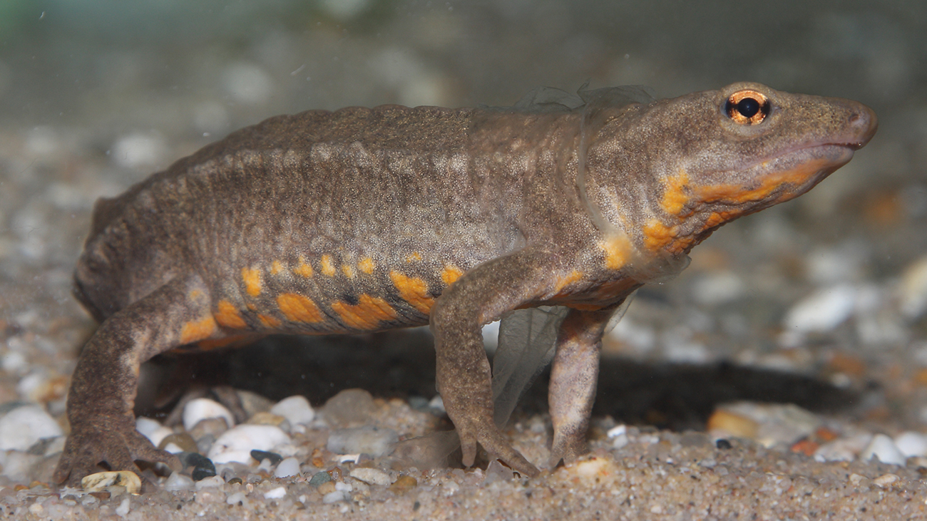 Hong Kong Warty Newts used to be imported often to Europe for animal trade. A team of experts is now demanding a mandatory quarantine for such imports in order to prevent the introduction of diseases. | Frank Pasmans, Gent University