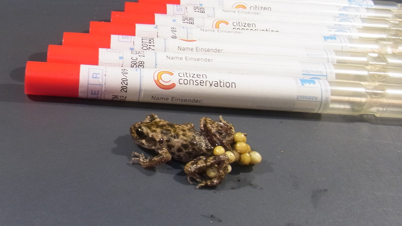 The pandemic doesn’t stand a chance: every time they change location, the amphibians in CC are tested for pathogens - like this Majorcan Midwife Toad, who just joined the program. Photo: Philipp Ginal