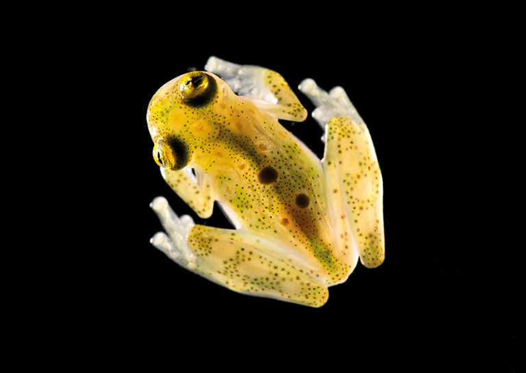No. 11: Glass Frog (Hyalinobatrachium aureogutatum) from above | Peter Gröne(15x20 in an A4 picture mount)