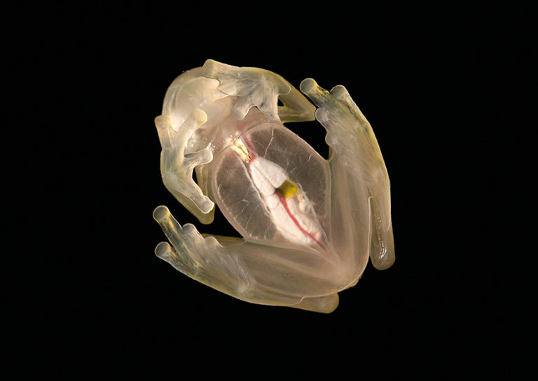 No. 12: Glass Frog (Hyalinobatrachium aureogutatum) from below | Peter Gröne(A6 Postkartenformat in Passepartout)