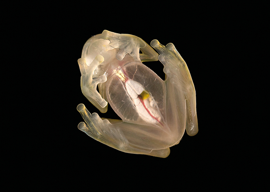 No. 12: Glass Frog (Hyalinobatrachium aureogutatum) from below | Peter Gröne(A6 Postkartenformat in Passepartout)