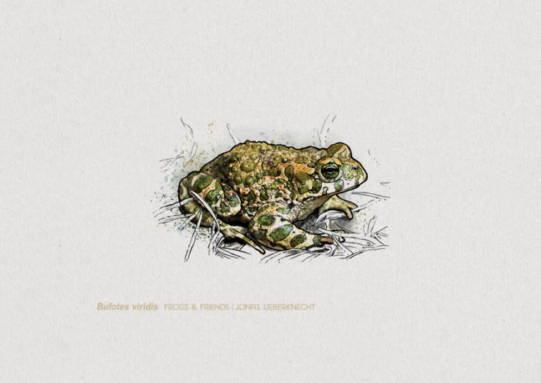 Nr. 2: Die Wechselkröte (Bufotes viridis) | Jonas Lieberknecht(A6 Postkartenformat in Passepartout)