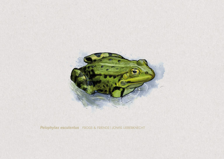 Nr. 3: Der Teichfrosch (Pelophylax esculentus) | Jonas Lieberknecht(A6 Postkartenformat in Passepartout)