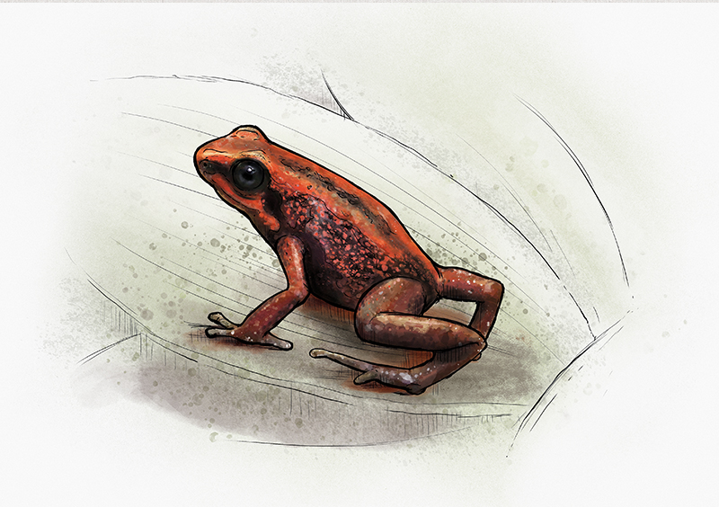 No. 6: Demonic Poison Frog (Minyobates steyermarki) | Jonas Lieberknecht