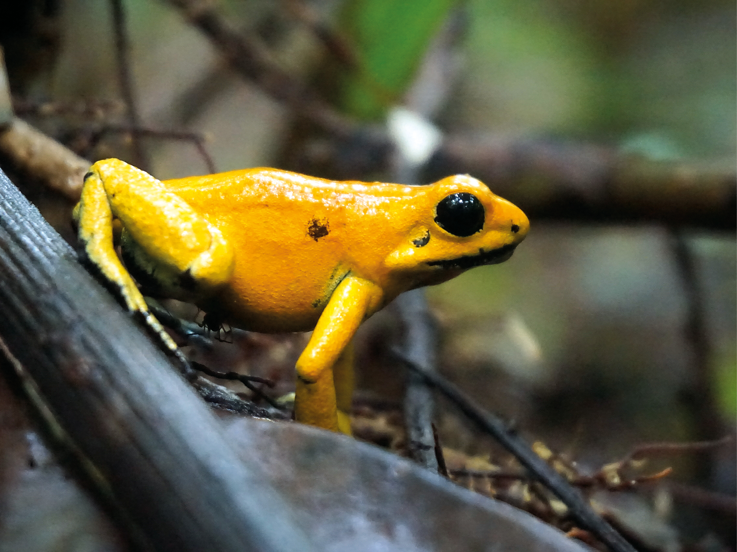 No. 10: Golden Poison Dart Frog (Phyllobates terribilis) | Björn Encke(15x20 in an A4 picture mount)