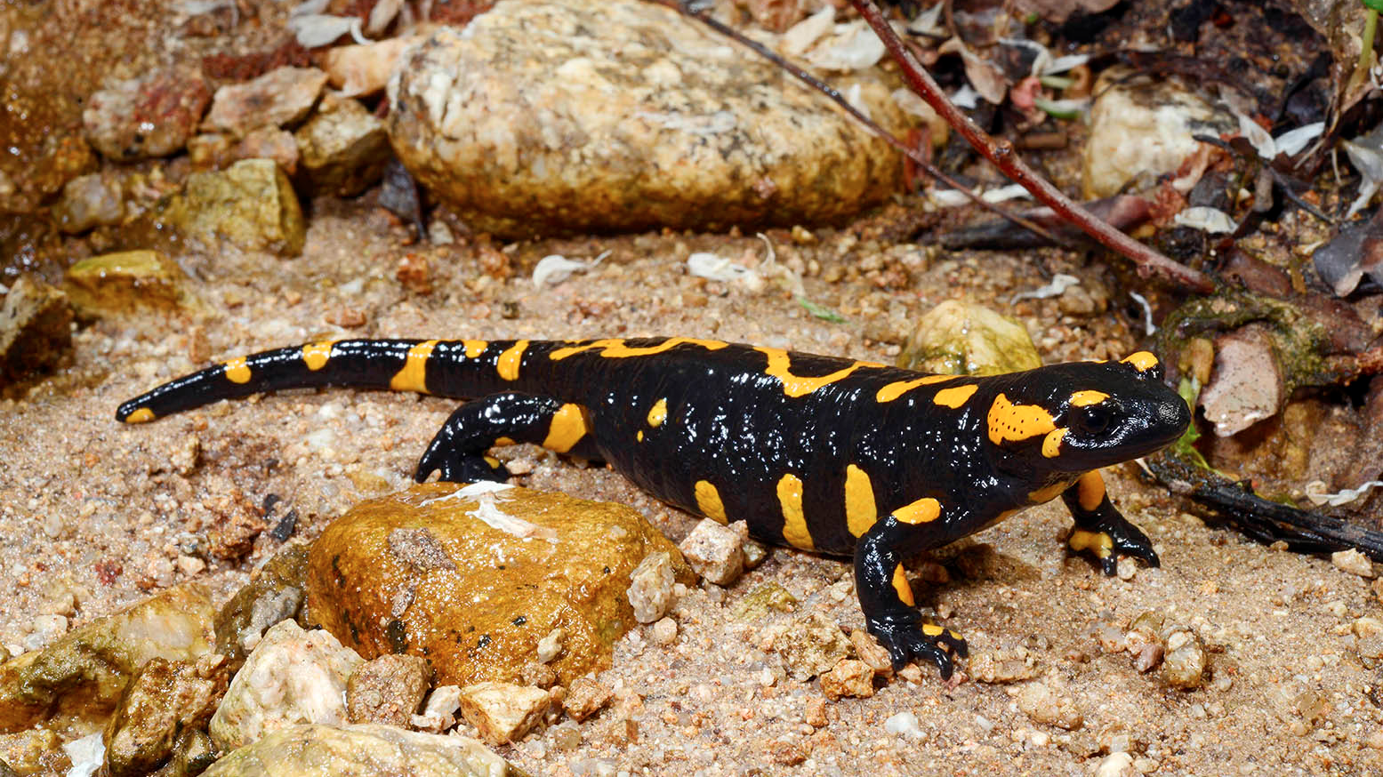 Now Augsburg also supports the more lightweight but colorful fire salamander, which is being increasingly endangered | Benny Trapp
