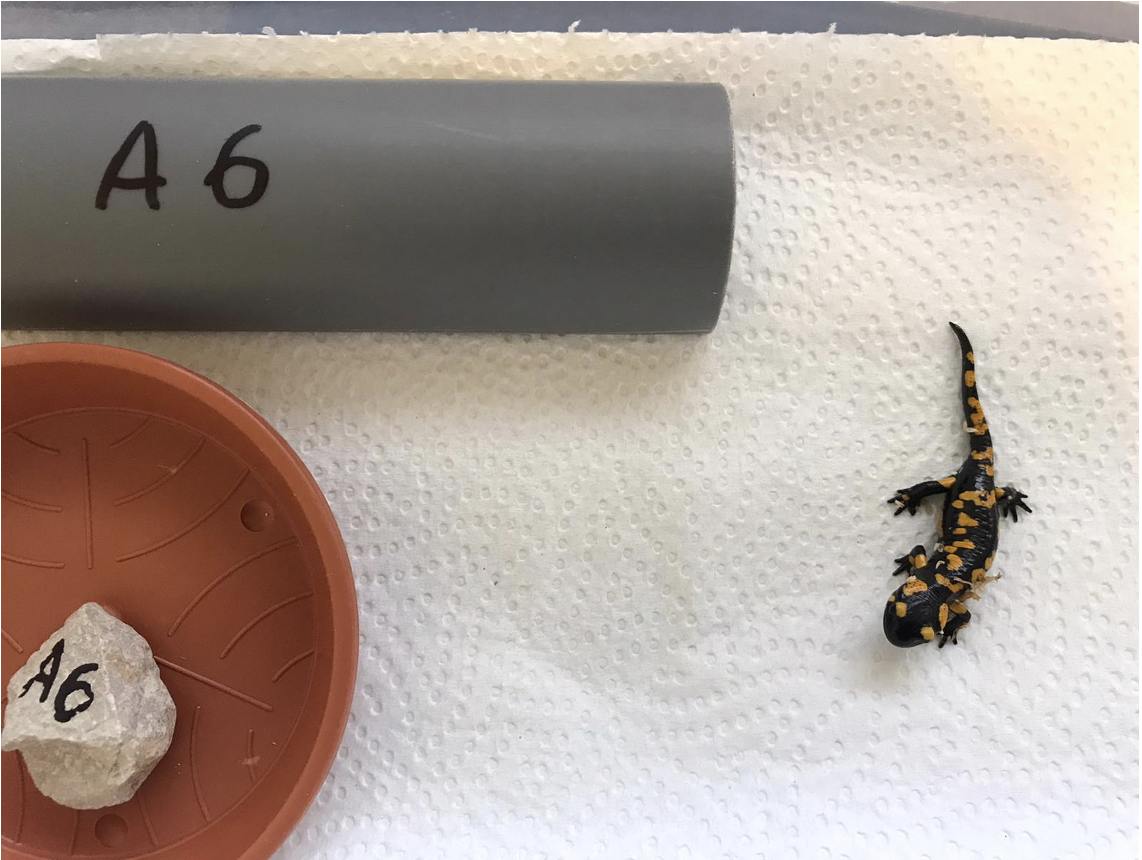 All animals weathered the heat treatment well and then tested negative for BSal throughout. This young animal, weighing only three grams, is now apparently in good health.  | Tiergarten Nürnberg