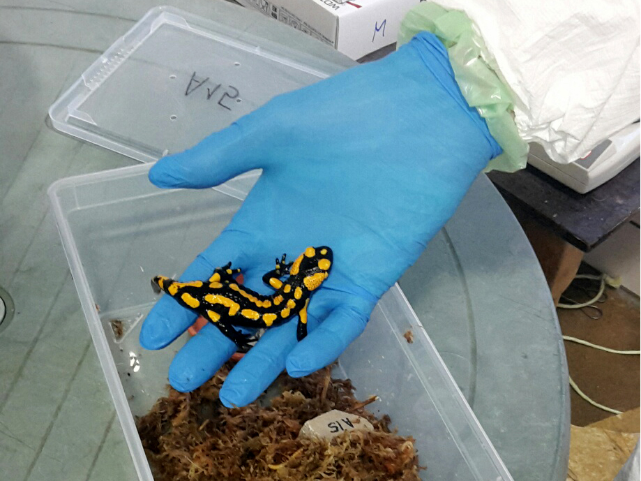 The treatment of five fire salamanders during this period took 1.5 to 2 hours each day.  | K. Baumgartner