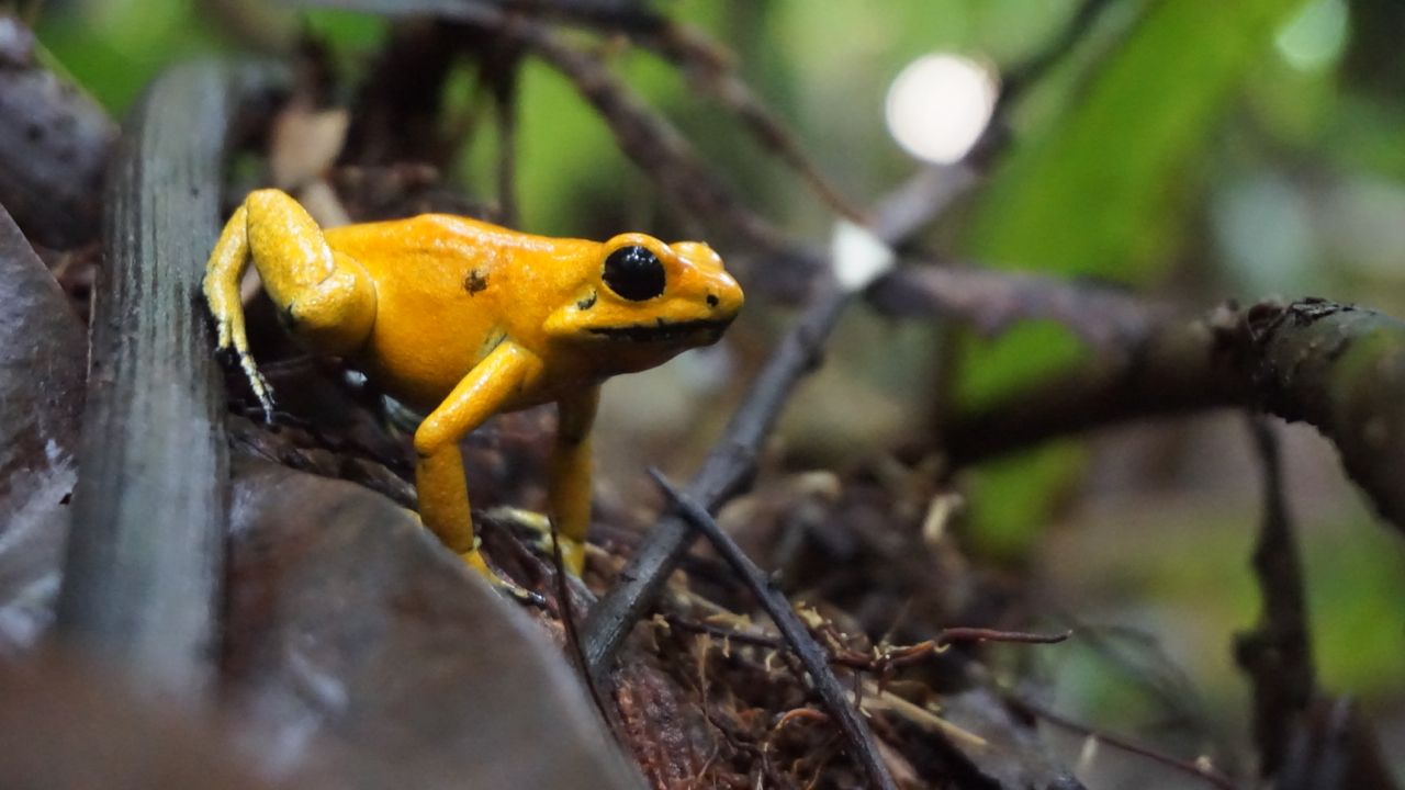 The endangered golden poison frog (Phyllobates terribilis) was added to the CC program in 2021. | Björn Encke