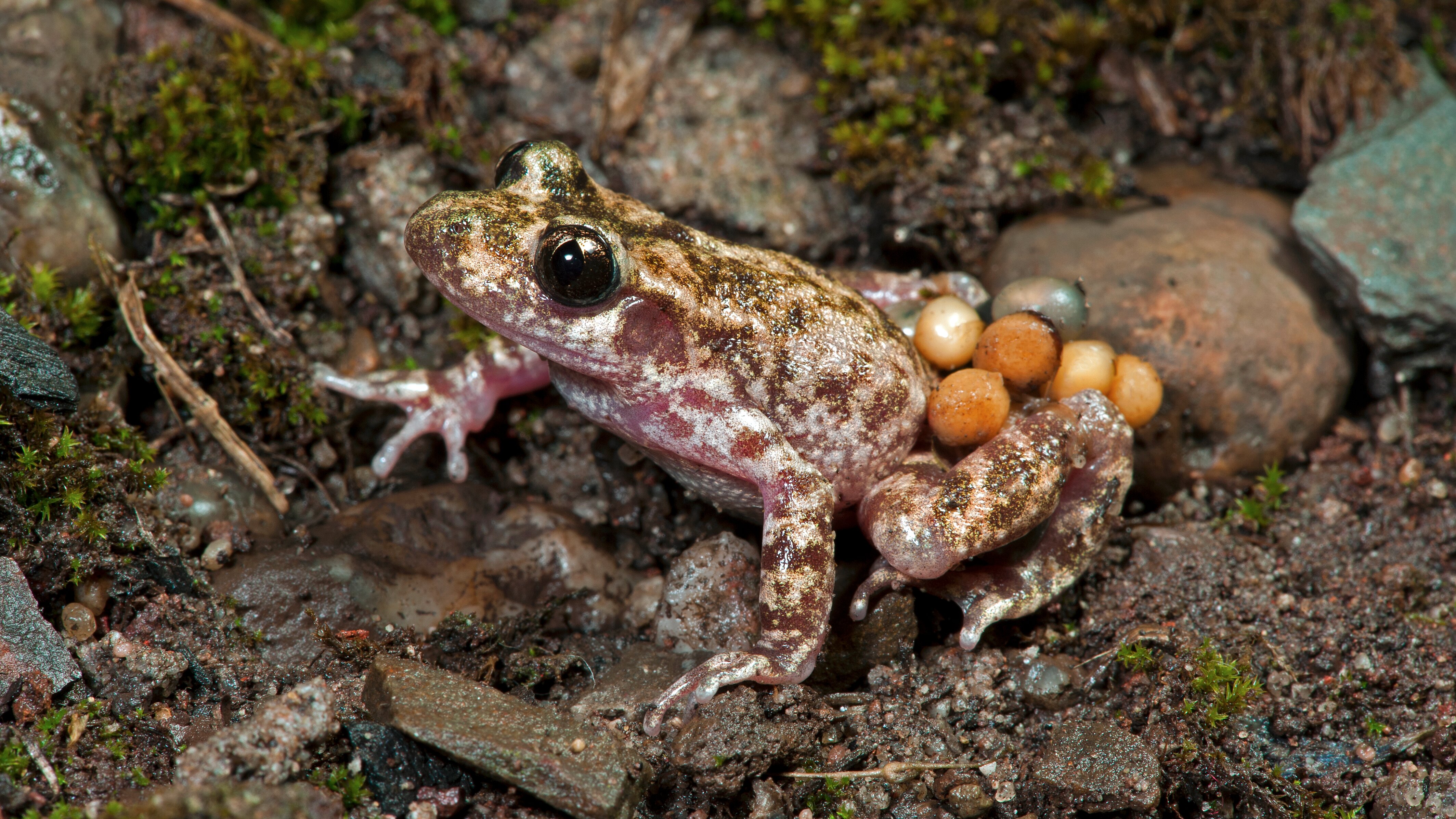 Thanks to rigorous veterinary screening, outbreaks of the frog fungus Bd in Majorcan midwife toads have been detected and contained. | Benny Trapp