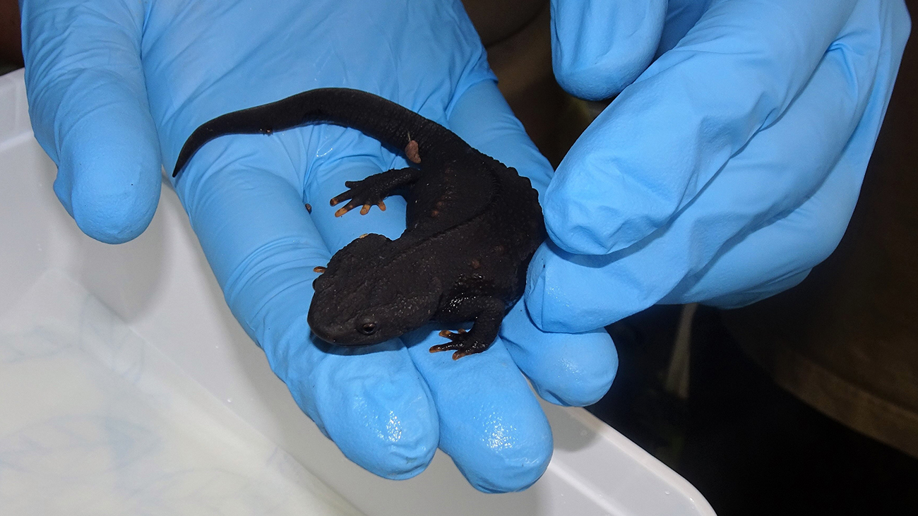 The crocodile newts were carefully packed in Cologne for the long journey. | Thomas Ziegler