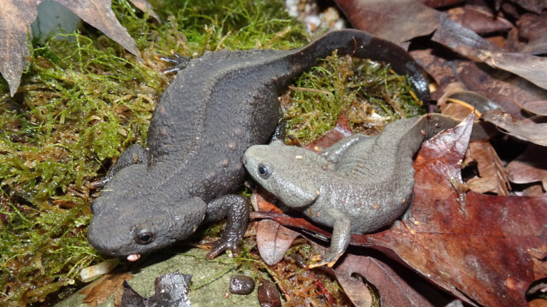 The female Vietnamese crocodile newt (left) grows larger and stronger than the male. The animals spend most of the year on land. | Anna Rauhaus