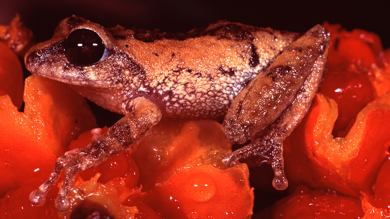 Raorchestes sushili also lives in the endangered shola forests. | Ole Dost