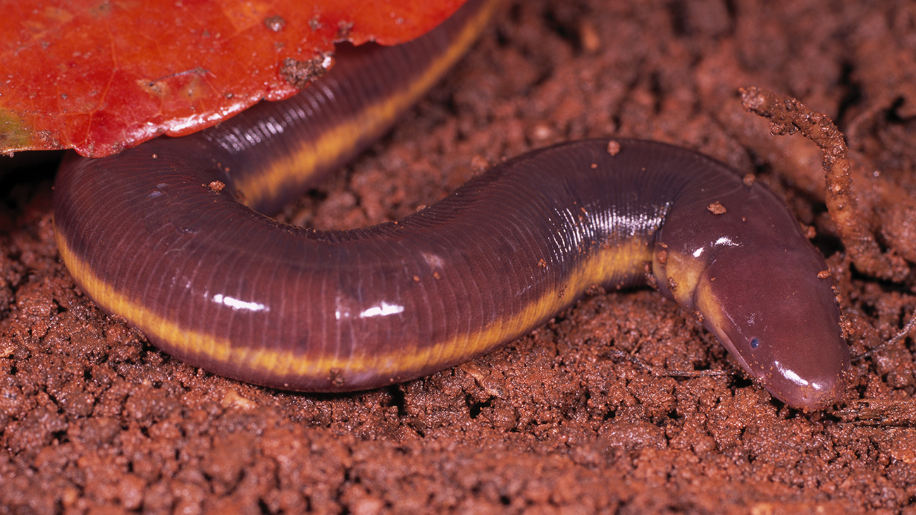 Among the least known amphibians are the subterranean caecilians. Only during heavy rainfall does Ichtyophis kodaguensisdare to come to the surface. | Ole Dost