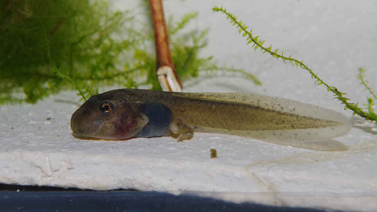 During this long development period, the tadpoles grow to an astonishing 8 cm in length. This ranks them among the largest tadpoles in Europe. | Sergé Bogaerts