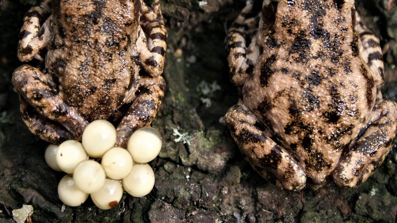 Bei der Mallorca-Geburtshelferkröte wickelt sich das Männchen die Laichschnüre an die Hinterbeine und zieht sie dazu manchmal regelrecht aus dem Weibchen heraus– daher der Name. | Uwe Seidel