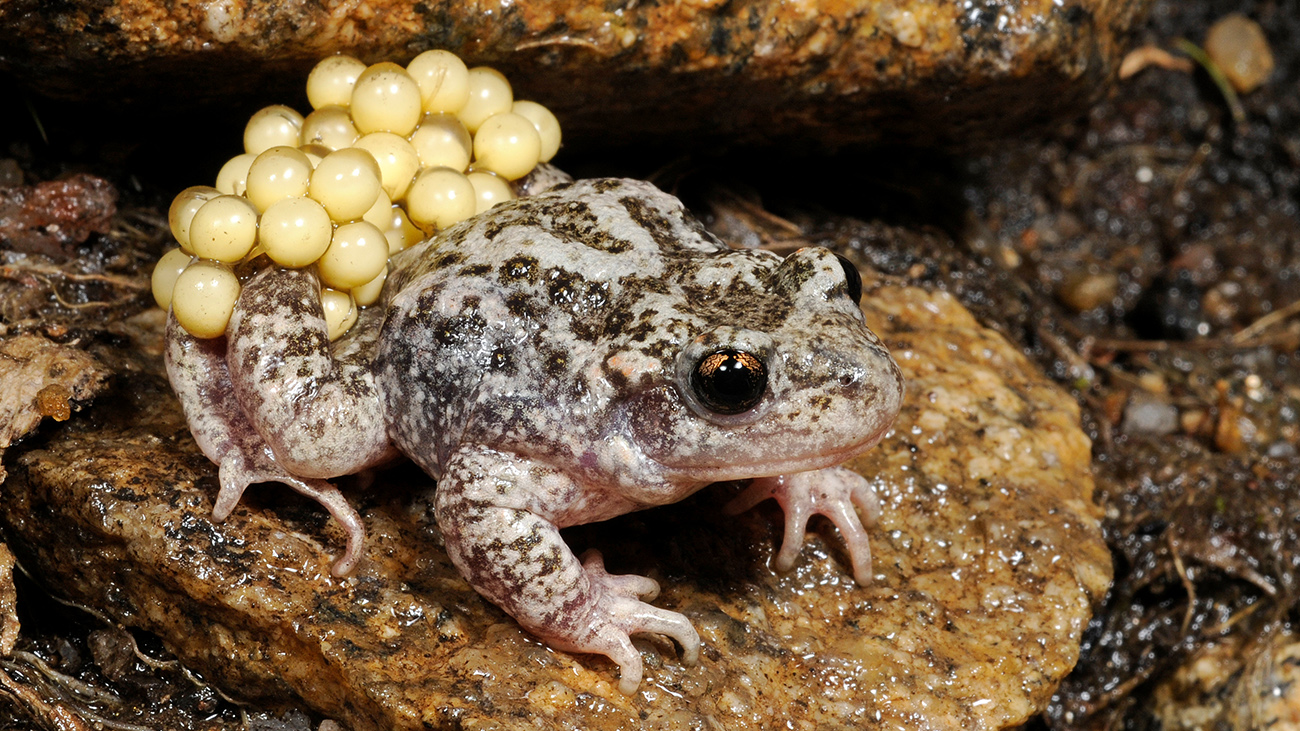 The Bosca midwife toad (Alytes obstetricans boscai) is only found in the western part of the Iberian Peninsula. | Benny Trapp