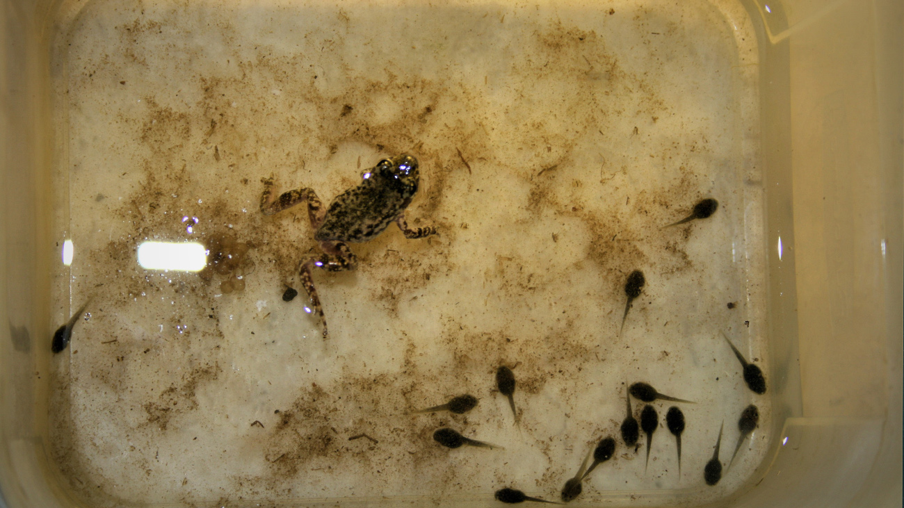 Die Kaulquappen schwimmen nun selbstständig im Wasser herum, das Männchen hat sich von den Laichschnüren befreit, die hier noch im Wasser zu erkennen sind. | Sergé Bogaerts