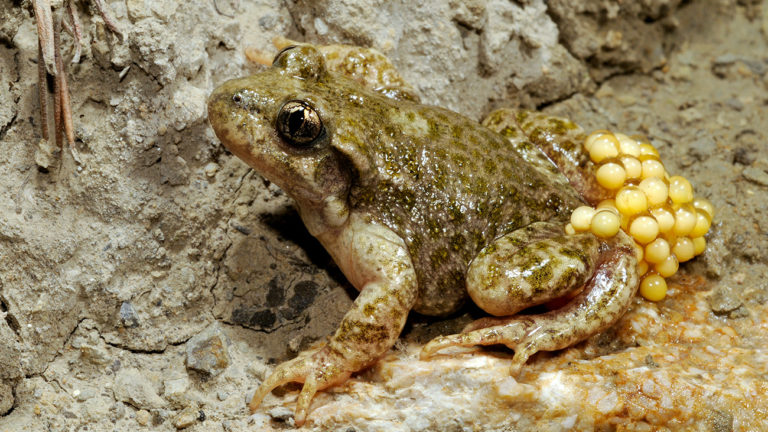 The Southeast Iberian midwife toad (Alytes dickhilleni) is also critically endangered. It is found only in the mountains of Andalusia. | Benny Trapp