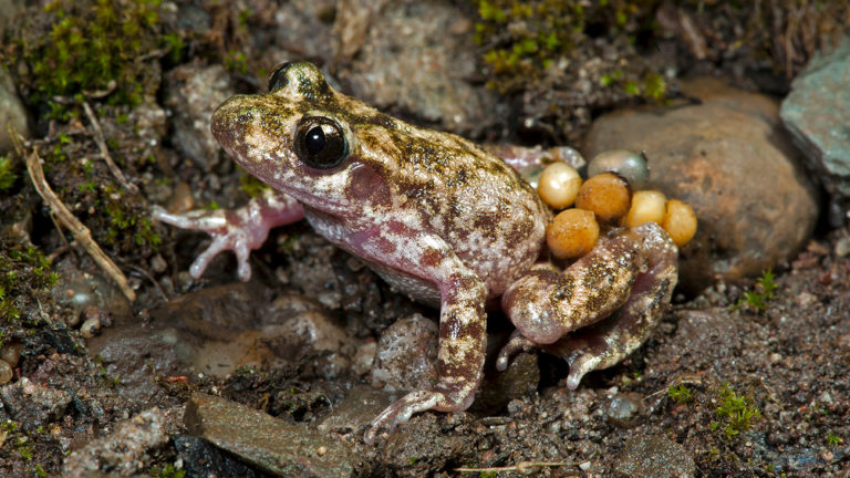 The Mallorca midwife toad (Alytes muletensis) is the most endangered species of the genus. It is only found in the north of the popular vacation island of Mallorca. | Benny Trapp