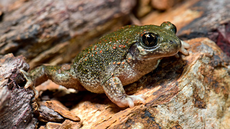 The Iberian midwife toad (Alytes cisternasii) is common in the central areas of the Iberian Peninsula.