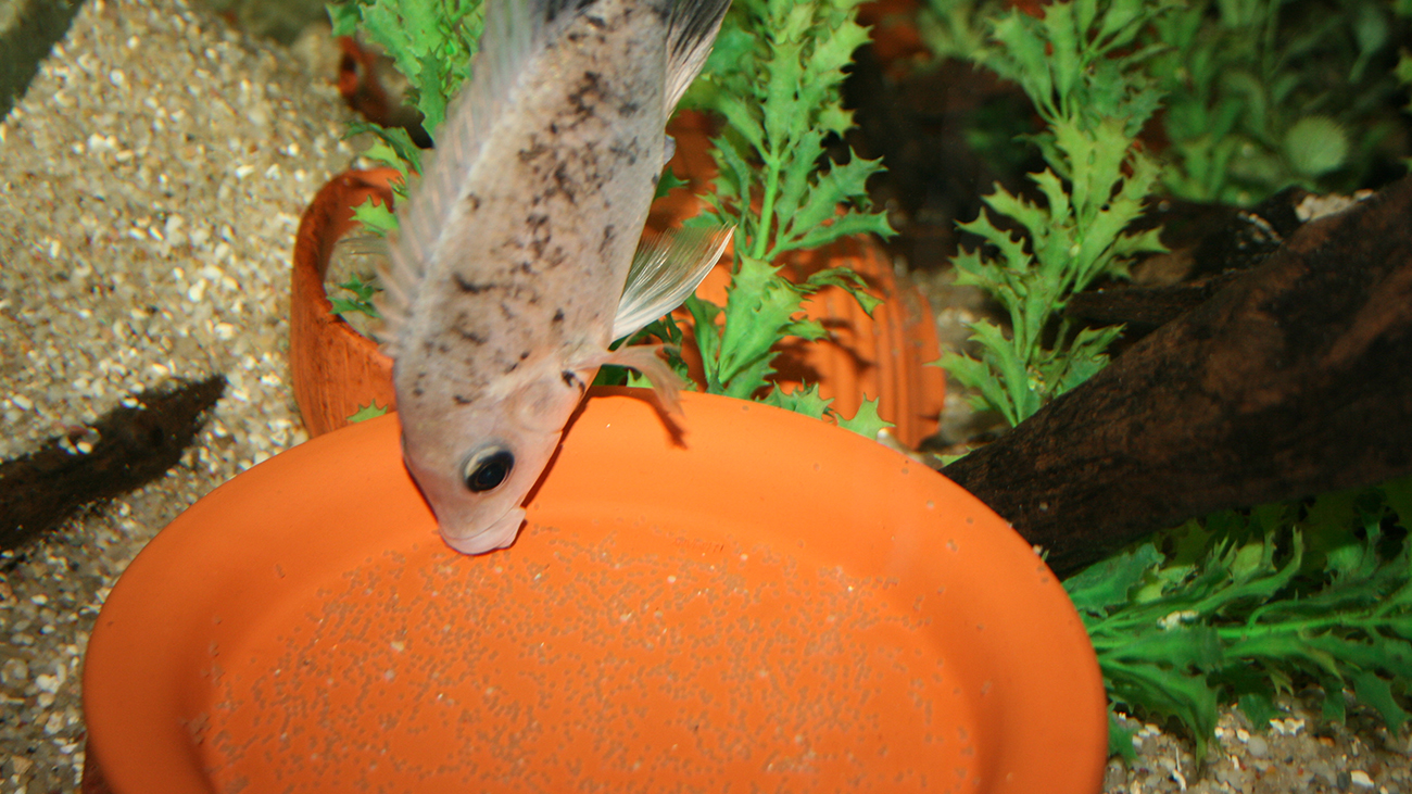 Kaum in CC aufgenommen, gab es schon erste Nachzuchten des „seltensten Fischs der Welt“: Weibchen des Mangarahara-Buntbarschs bei der Brutpflege | Piotr Korzeniowski