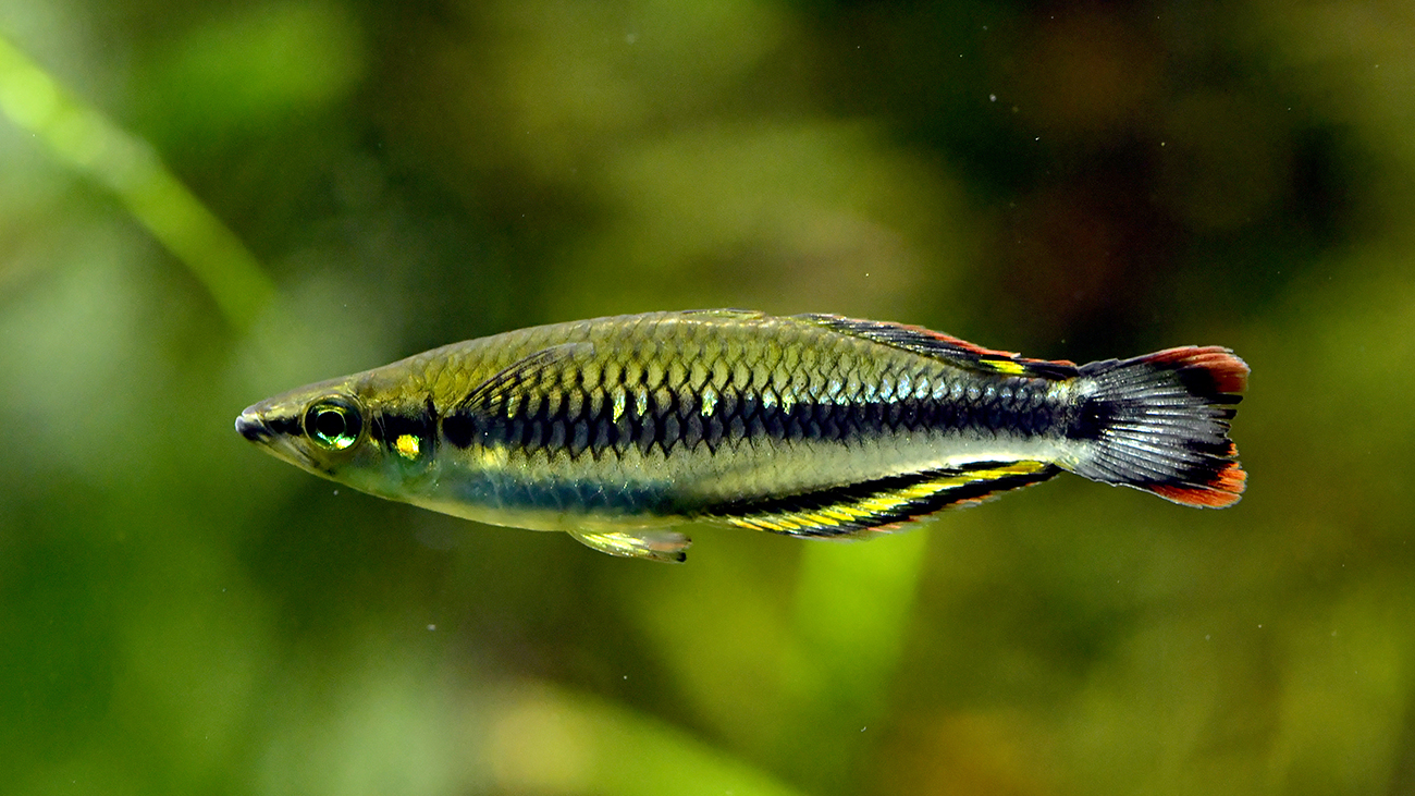 In 1953, this small fish was imported to France from Madagascar. Under the name Bedotia geayi it quickly became popular with aquarium hobbyists. | Miguel Vences