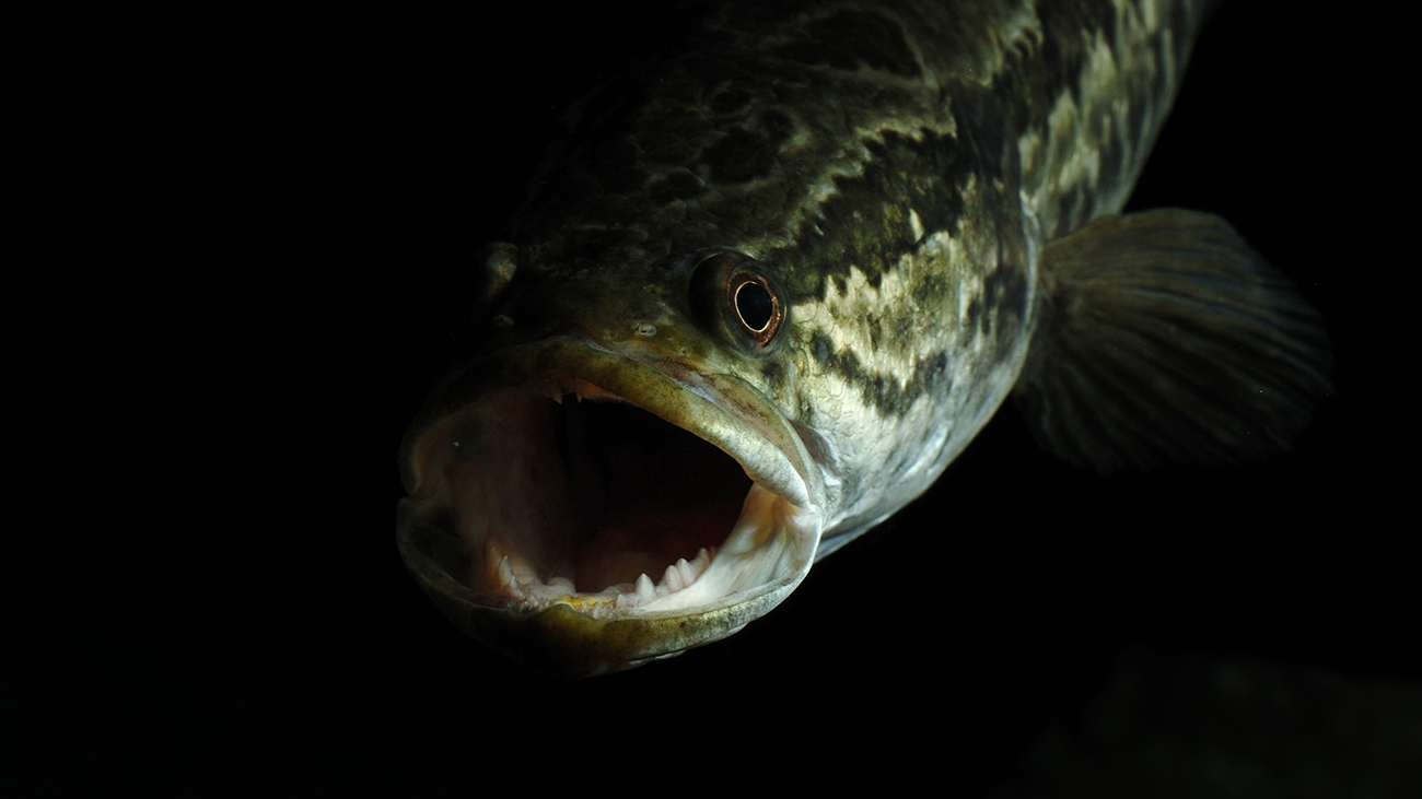 ... quite different from the introduced invasive spotted snakehead (Channa maculata), which is a voracious predator of smaller fish and has spread en masse. | FormosanFish/Shutterstock