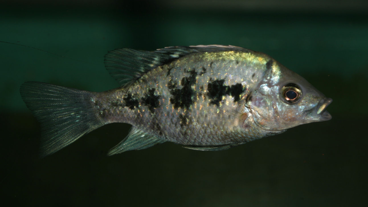 New at CC: the highly endangered Nosy Be Cichlid | Thomas Ziegler
