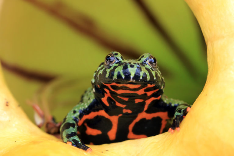 A distinctive feature of toads is their brightly colored ventral side. In the Oriental fire bellied toad it is bright orange-red. The black marbling varies individually from animal to animal. | Kurit Afshen/Shutterstock.com