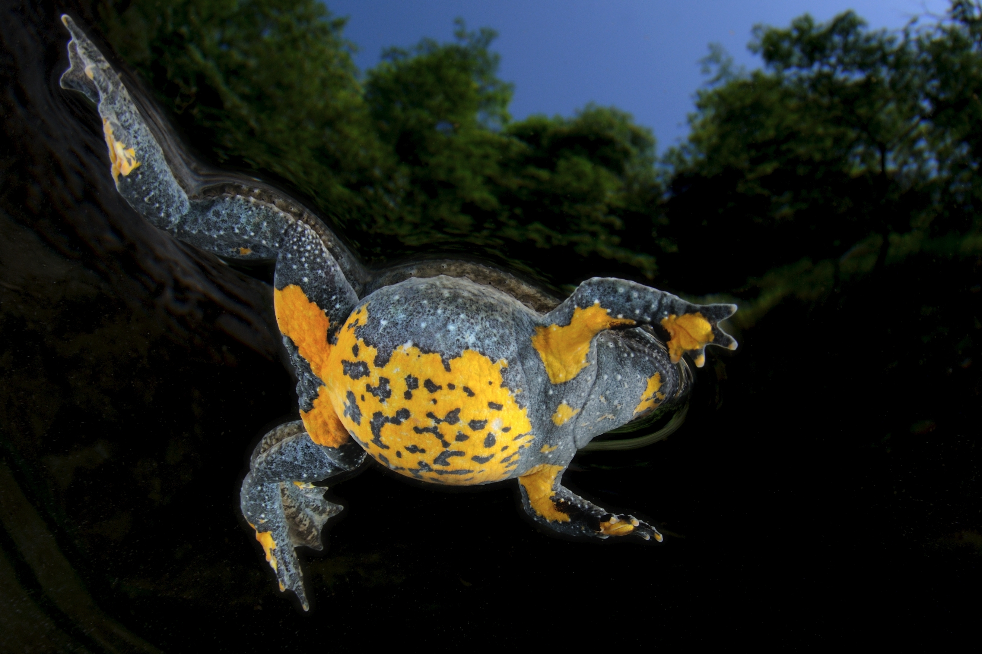 Toads spend most of their lives in or near water. Here an Appenine yellow-bellied toad (Bombina variegata pachypus). | Matteo photos/Shutterstock.com