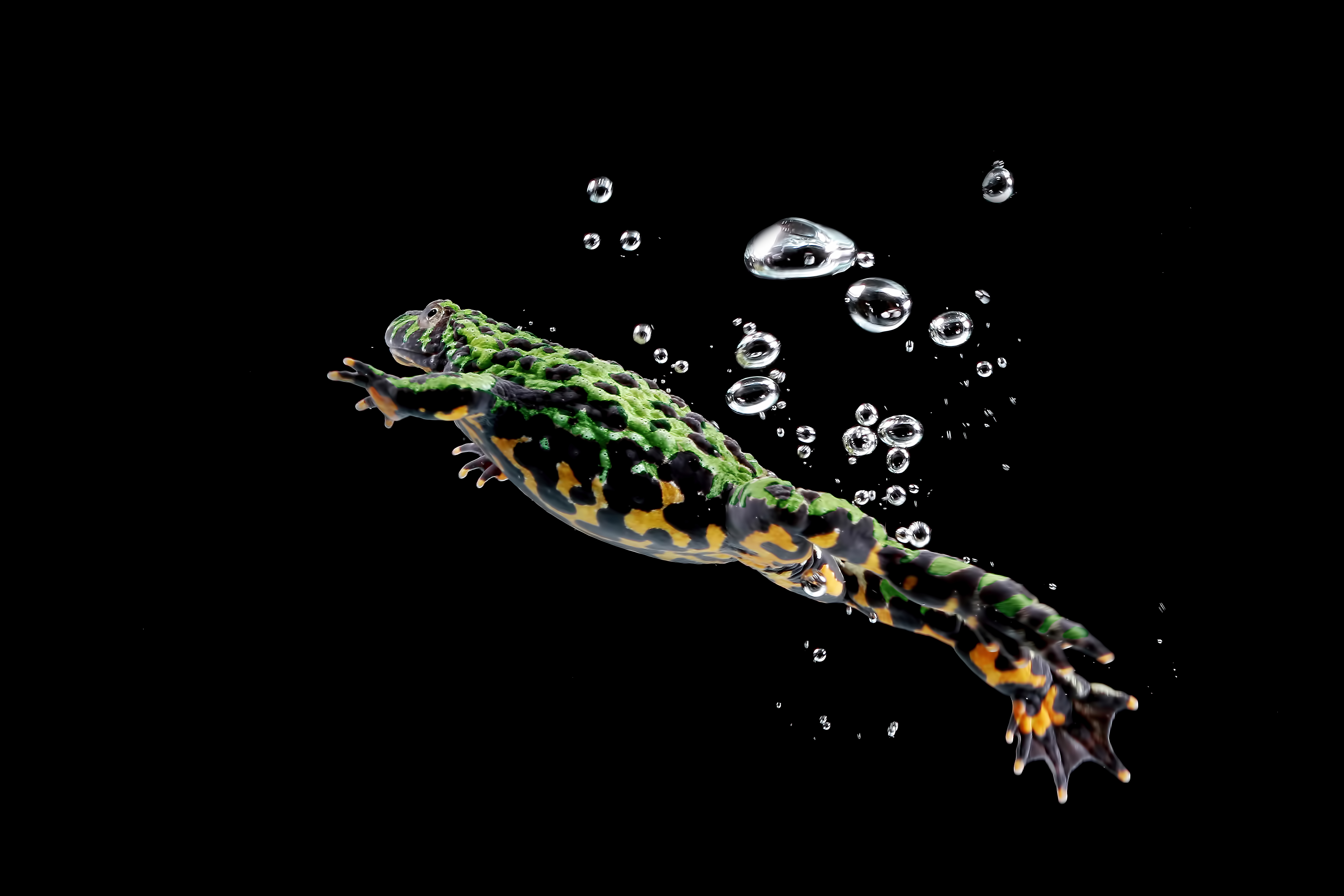 When in danger, Oriental fire-bellied toads simply dive in the water. | Kurit Afshen/Shutterstock.com