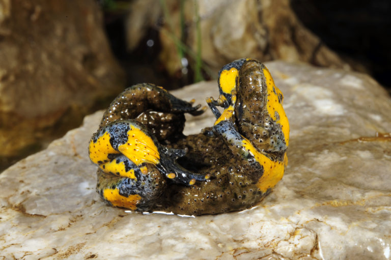 However, when the toads (here a yellow-bellied toad from Montenegro, Bombina variegata kolombatovici) do move onto land and are threatened there, they show spectacular defensive behavior: Reflexively, they form a pronounced hollow back. | Benny Trapp