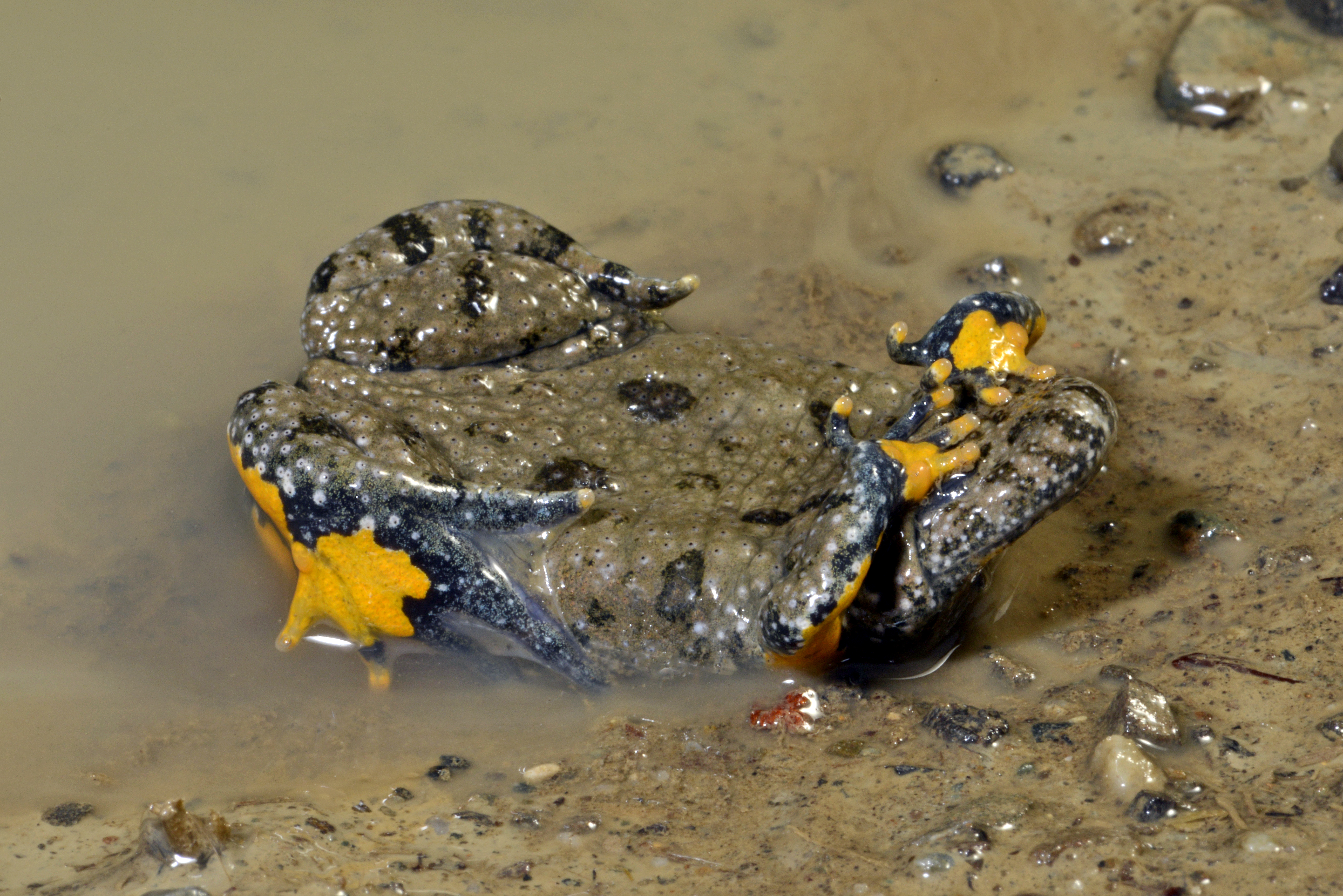 This involves stretching their head and buttocks upwards, while at the same time twisting their limbs so that their undersides are visible (here: yellow-bellied toad, Bombina variegata) | Benny Trapp