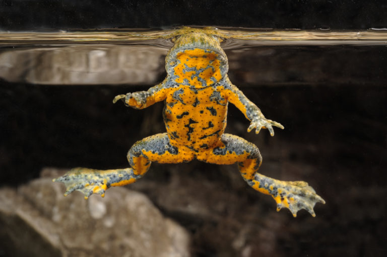 The warning is justified: Toads produce several toxic substances that taste foul, irritate mucous membranes and cause poisoning, including bombinin, which is named after them (here a fire-bellied Toad from Greece, Bombina variegata scabra). | Benny Trapp