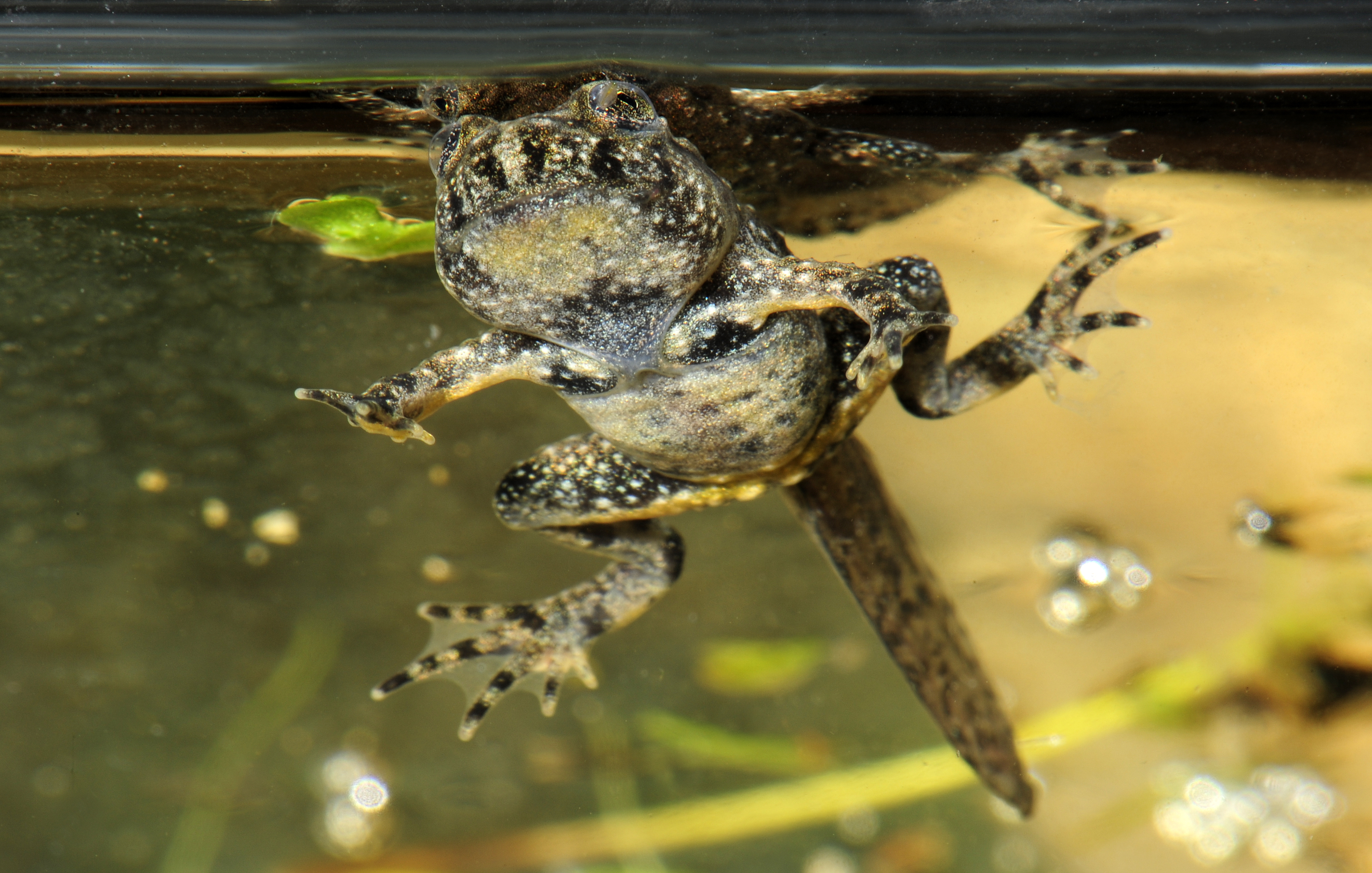 A new hope: yellow-bellied toad tadpole shortly before going on land | Benny Trapp