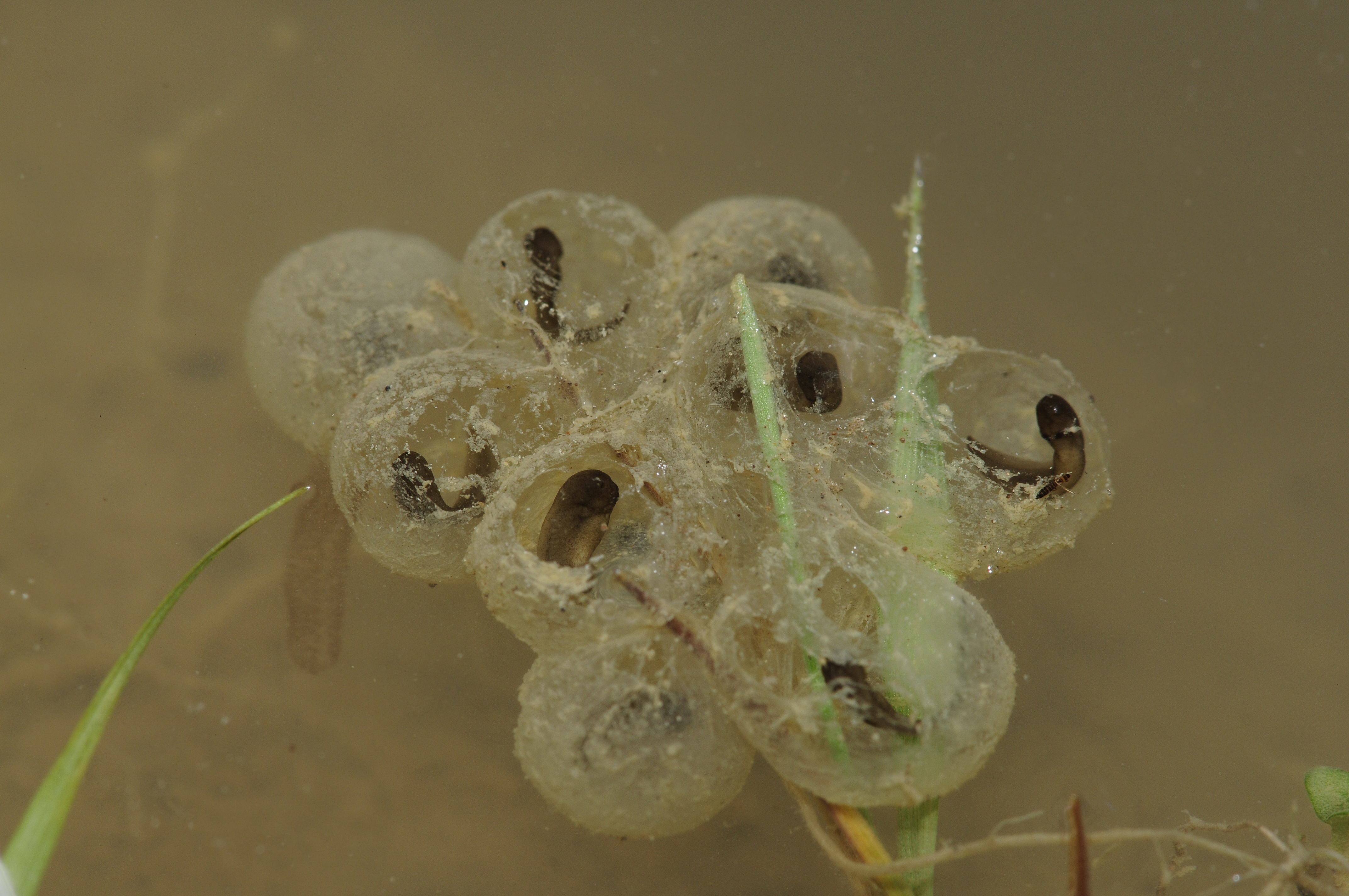 The reward of conservation efforts: Yellow-bellied toad spawn in newly created biotope | Benny Trapp