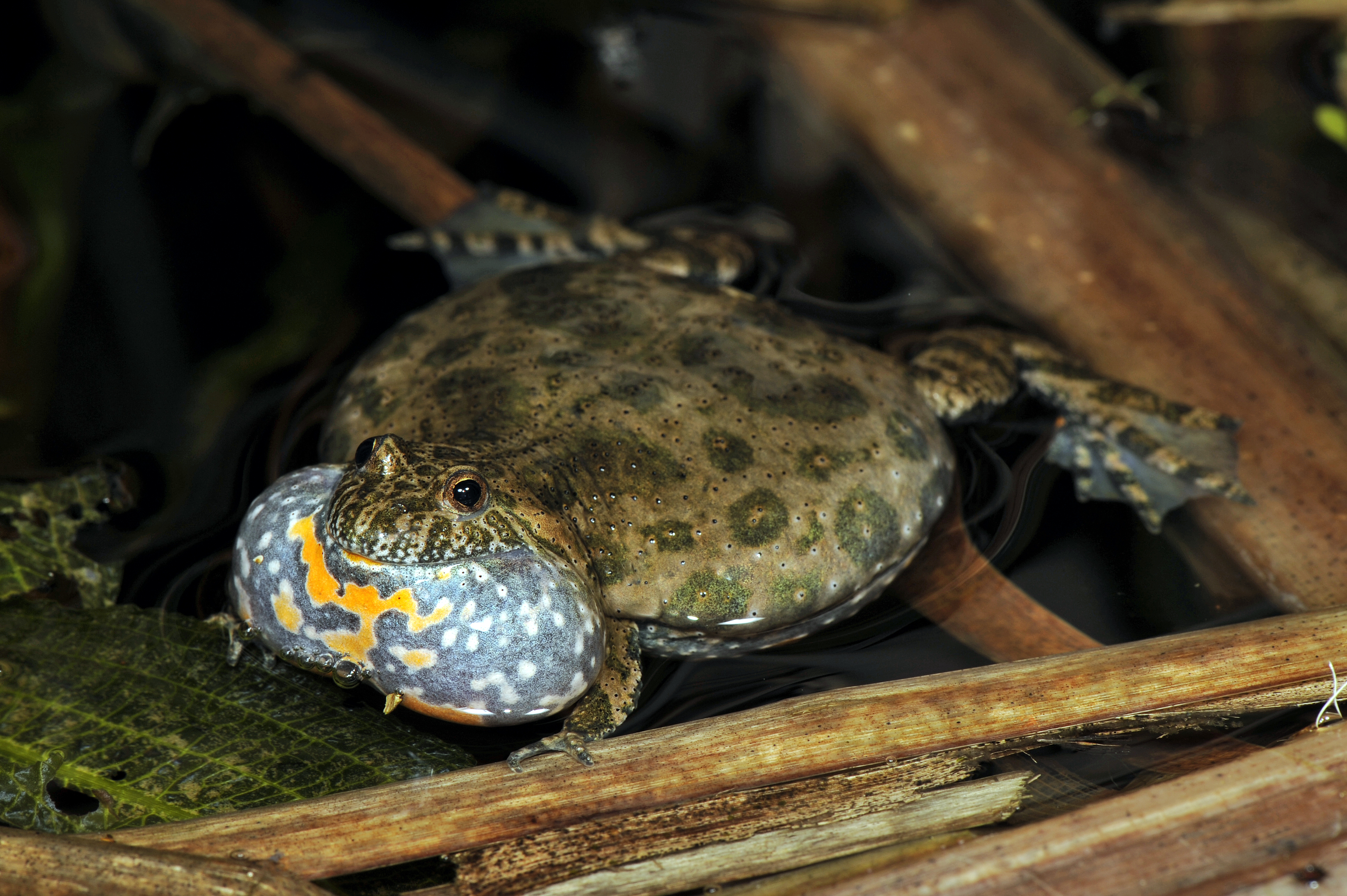 Calls of doom are in order: The fire-bellied toad (Bombina bombina) is listed as a critically endangered species on the national red list in Germany. | Benny Trapp