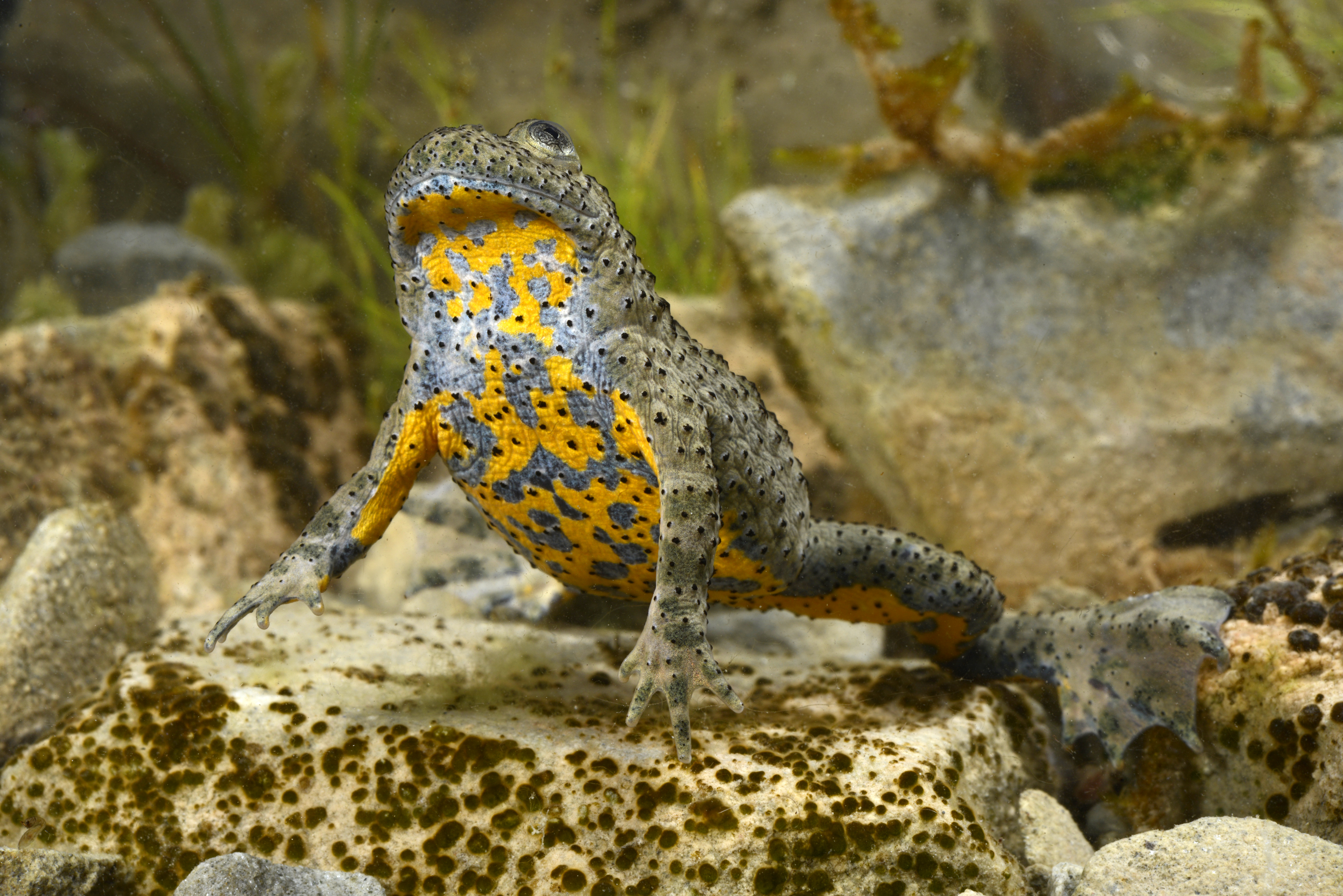 The yellow-bellied toad (Bombina variegata) is still quite common in many parts of its range, as shown here B. v. scabra from Greece | Benny Trapp