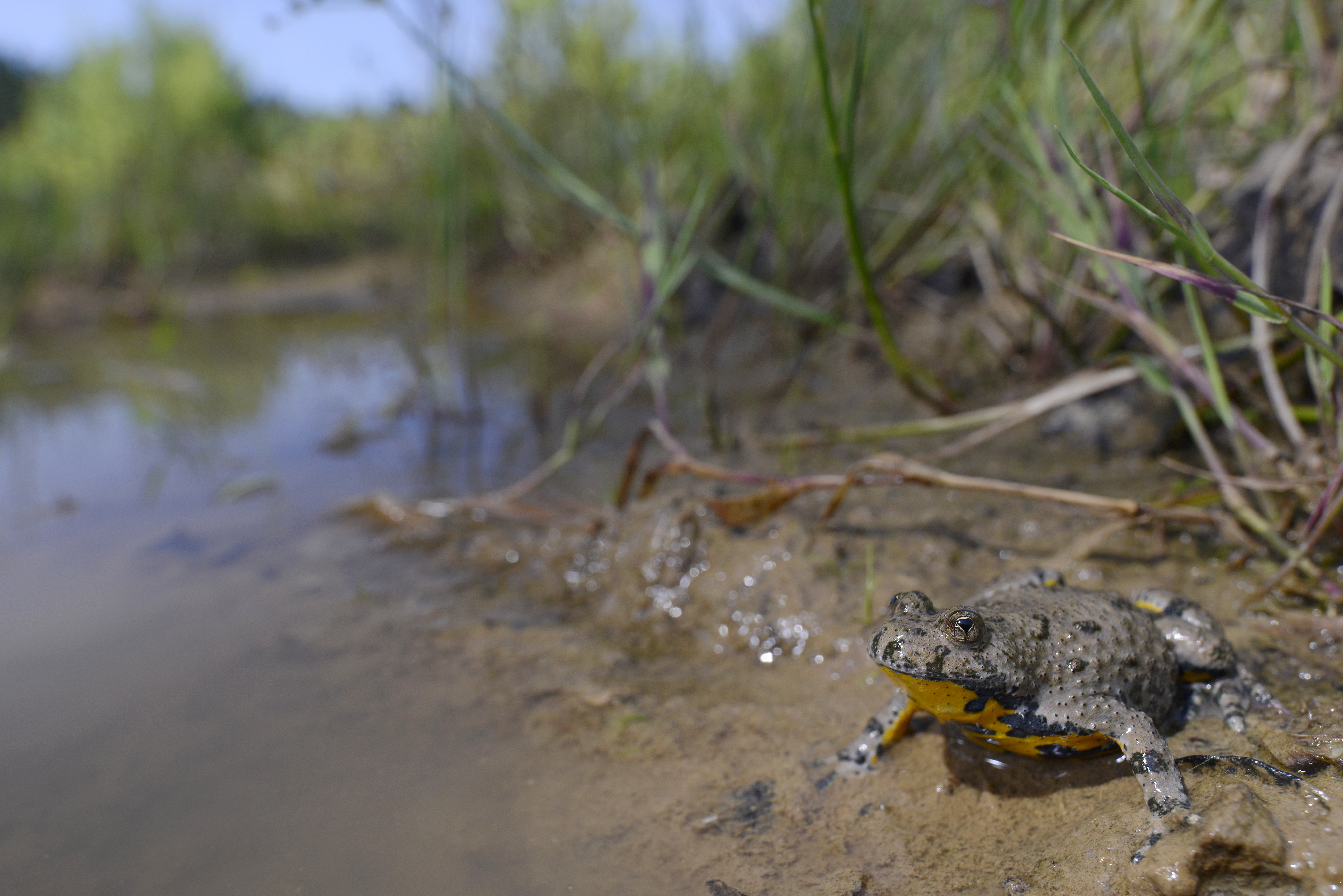 As a pioneer species, yellow-bellied toads in Germany primarily inhabit the floodplains of rivers to colonize the shallow water areas that develop after floods. | Benny Trapp