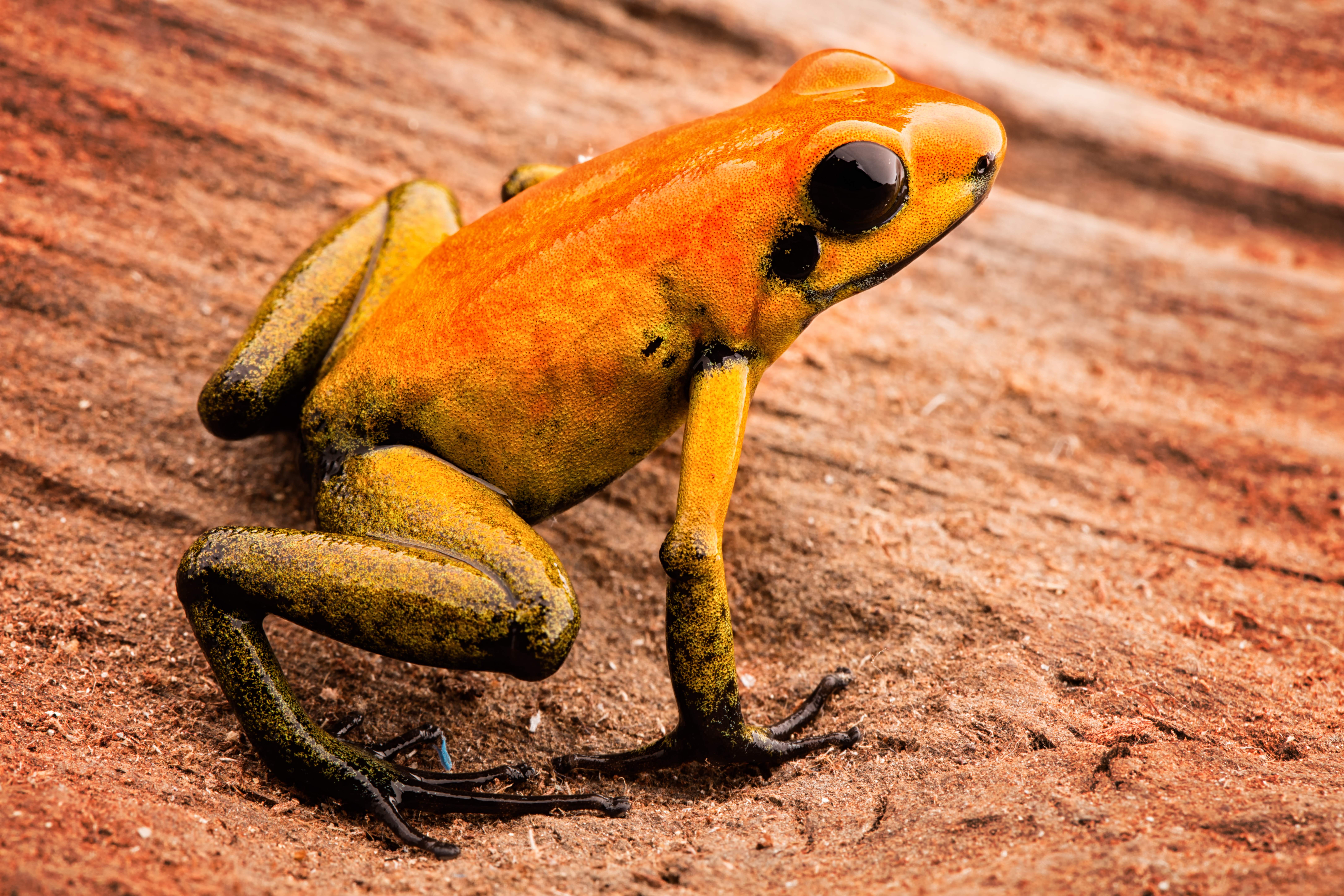 Phyllobates bicolor looks confusingly similar to the golden poison frog and is closely related to it. It too has been used to poison blowpipe darts. However, it contains batrachotoxin in much lower concentrations than its terrible relative. | Dirk Ercken/Shutterstock.com