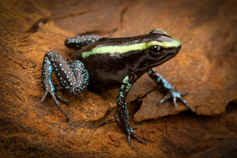 The third in the group of arrow poison frogs actually used for poisoning arrows is the somewhat less dauntingly colored golden-striped treecreeper (Phyllobates aurotaenia), which also lives in Colombia. | Dirk Ercken/Shutterstock.com