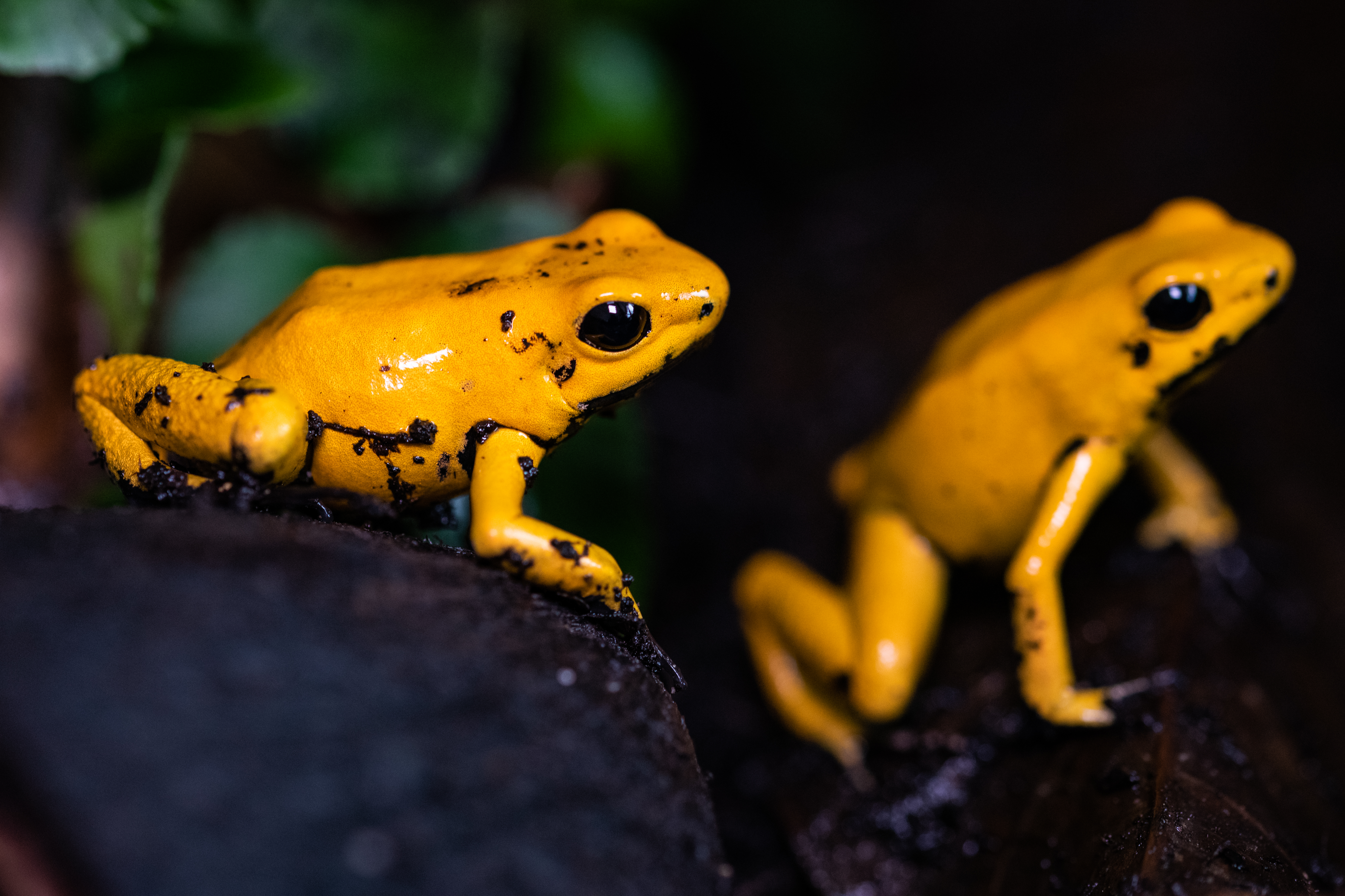 The bright yellow color of the golden poison frogs warns of their extremely potent venom. | Thorsten Spoerlein/Shutterstock.com