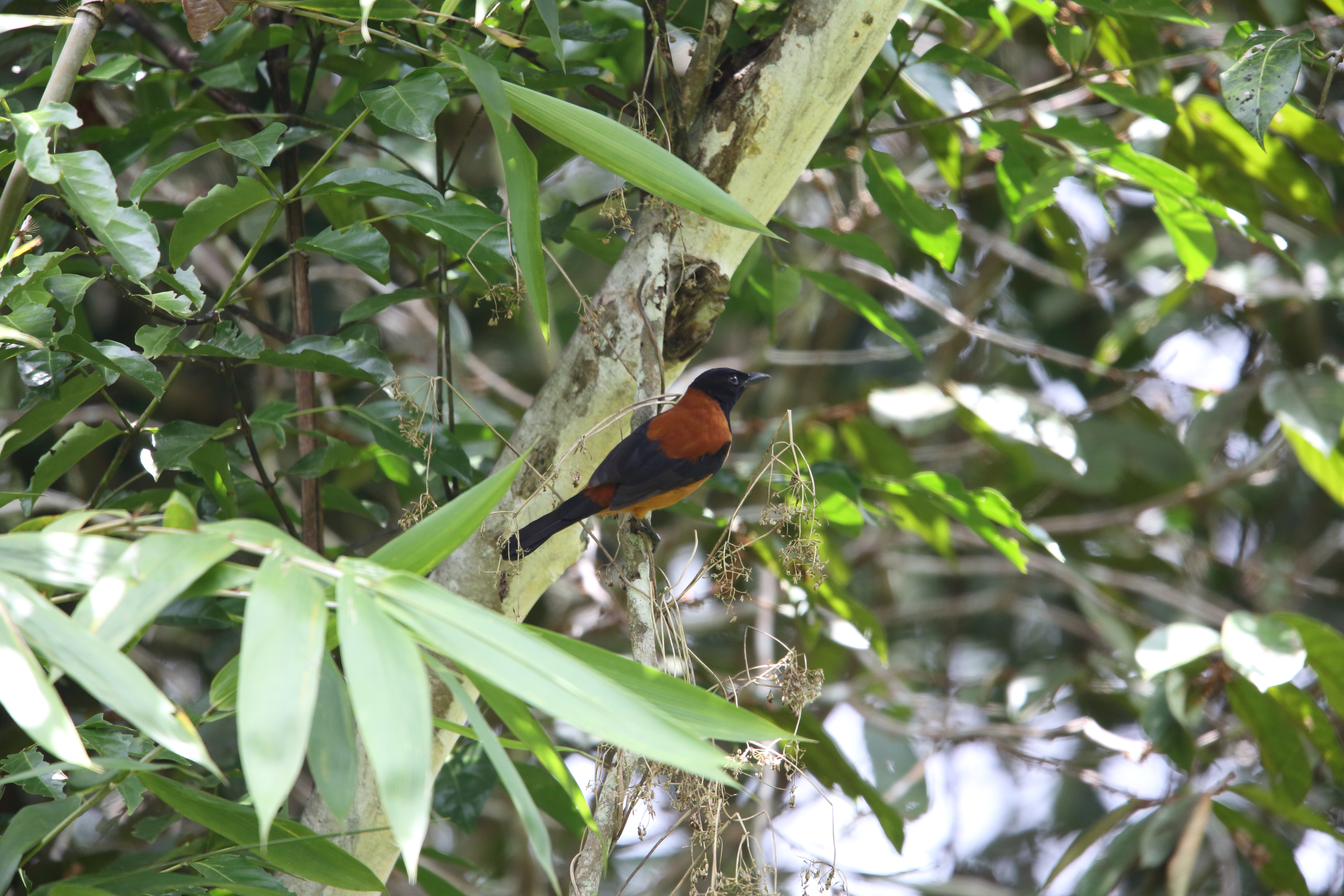 The pitohui of New Guinea was the first known poisonous bird – the same Batrachotoxin as with golden poison arrow frog. Probable reason: similar food preferences of frog and bird. | feathercollector/Shutterstock.com