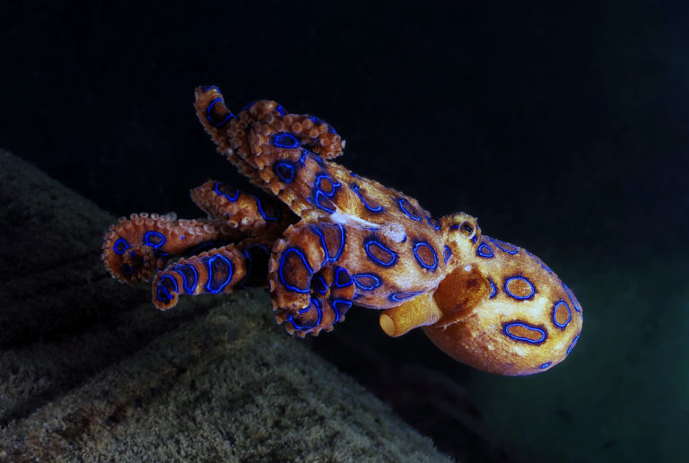 Blue wonder: Whoever disturbs the blue-ringed octopus gets to see blue-ringed – normally the octopus appears more discreet. It uses the toxin tetrodotoxin, which, like the poison dart frog, it does not produce itself, but has symbiotic bacteria produce it. | Yusran Abdul Rahman/Shutterstock.com