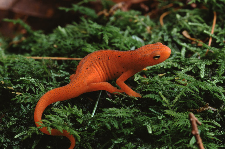 The rough-skinned newt also shows at first glance that it is not good to eat newt – for its protection it also uses the tetrodotoxin. | Liz Weber/Shutterstock.com