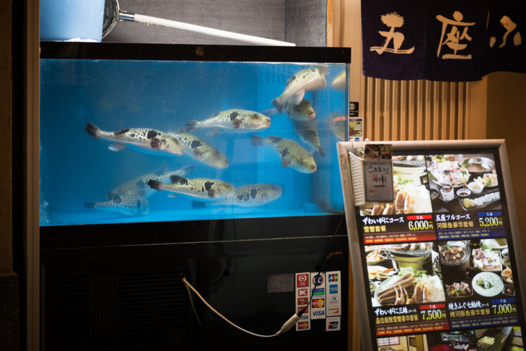 Die Zubereitung von Kugelfischen (Fugus) gilt in Japan als kulinarische Meisterprüfung, weil auch sie Tetrodotoxin bunkern. Das Gift hat sogar seinen Namen von diesen Fischen und macht ihren Konsum mitunter zu einer in jeder Hinsicht einmaligen Erfahrung. | LR-Photo, Shutterstock