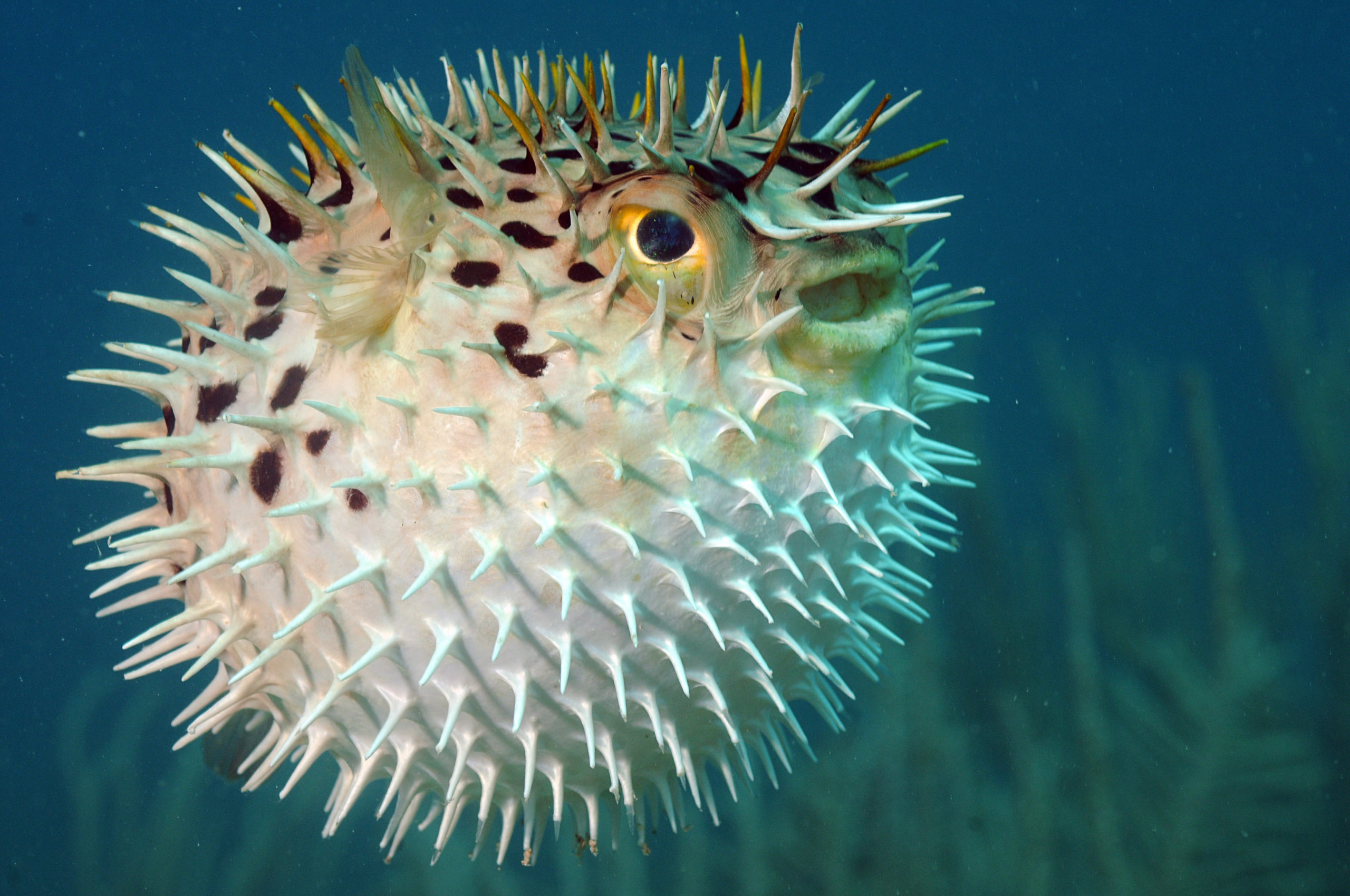 Kein Vorwurf aber an den Kugelfisch: Er gibt sich redlich Mühe, nicht verschluckt zu werden. | FtLaud, Shutterstock