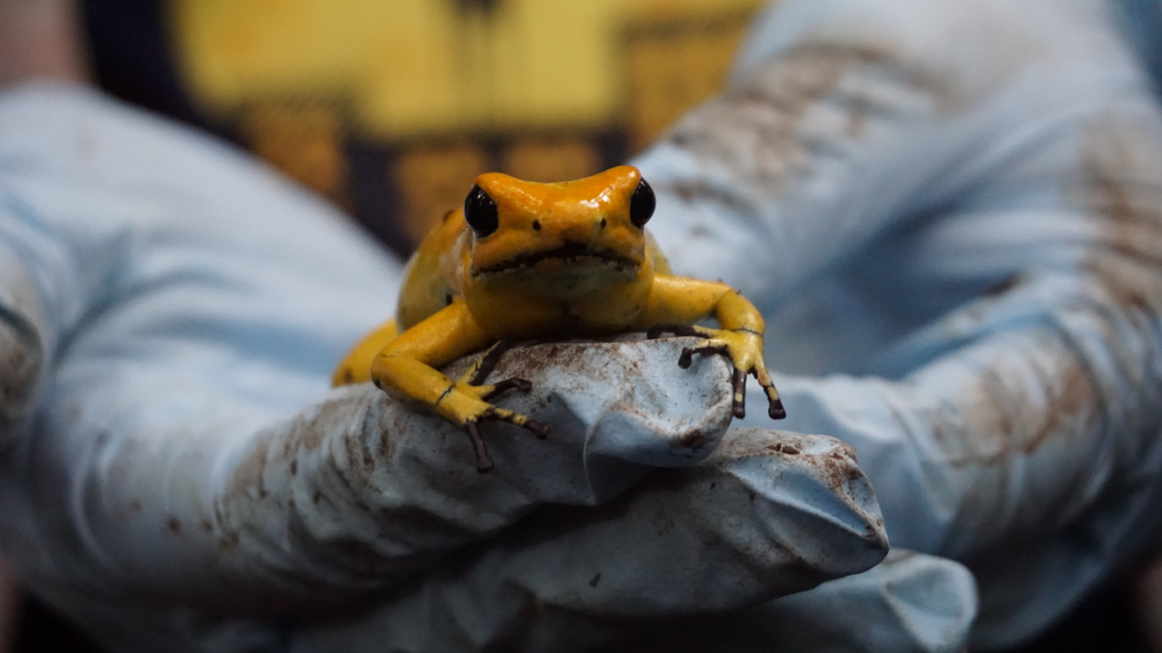 The trip also served to collect data from the field. Handling the highly toxic frogs must be done only with protective gloves. | Björn Encke/Frogs & Friends