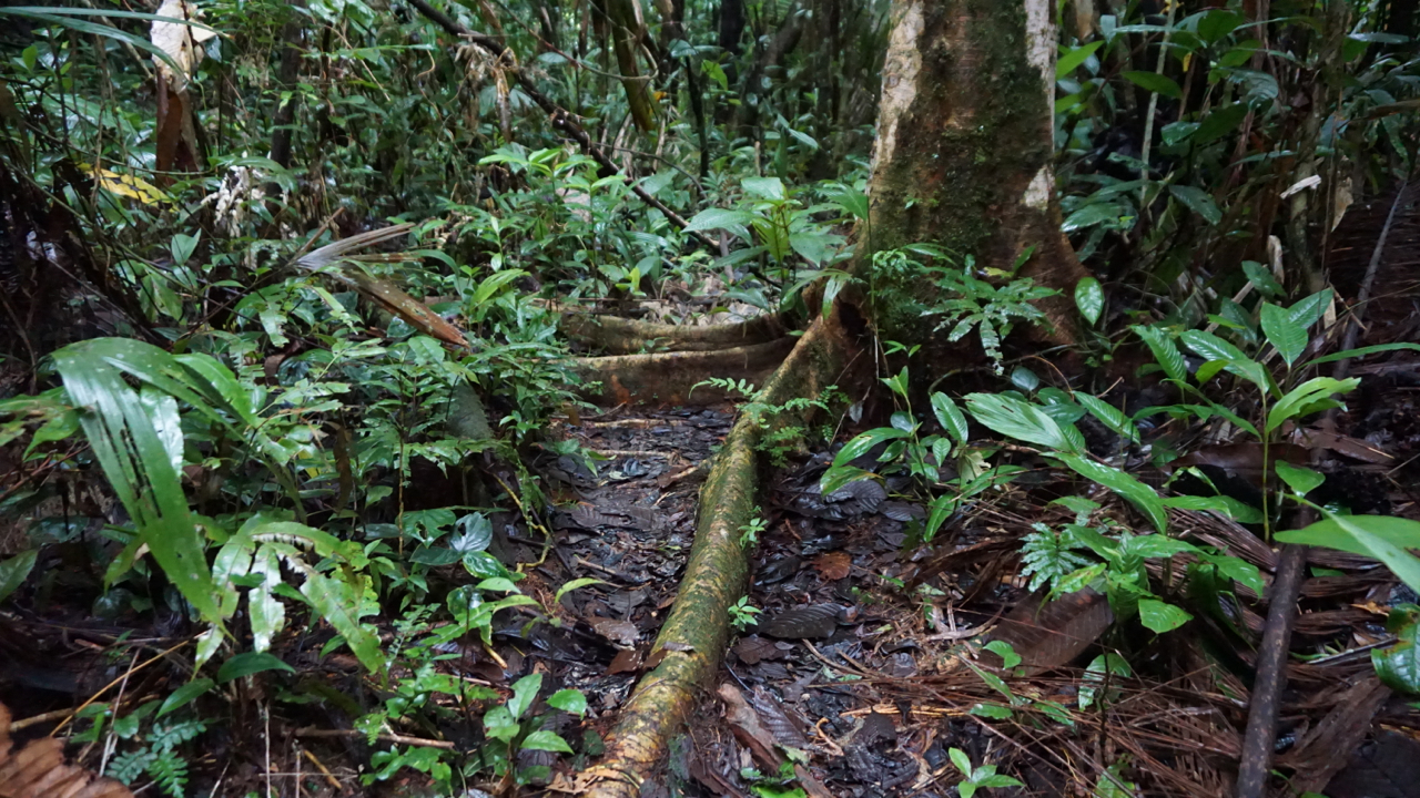 Habitat of Phyllobates terribilis – this occurrence probably owes only to its use for poisoning blowpipe darts by the indigenous people of the region, who therefore probably once brought the frogs here as a "poison pet". | Björn Encke/Frogs & Friends